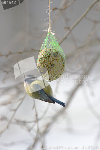Image of Blue tit in winter