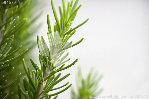 Image of Fresh Rosemary Sprig