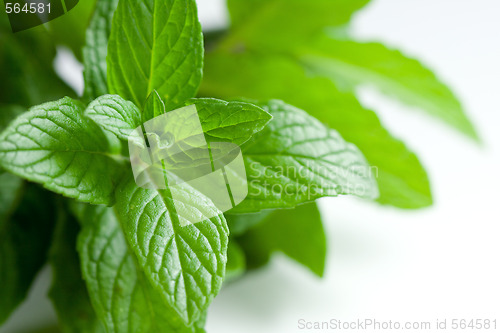 Image of Fresh Picked Herbs on White