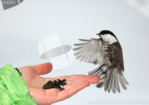 Image of Chickadee