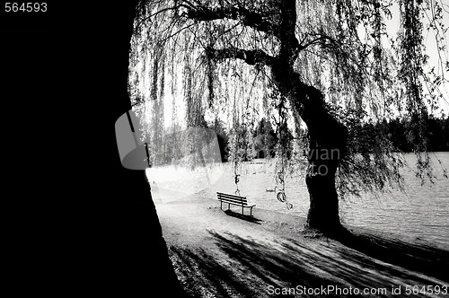 Image of Solitary Park Bench under Willows