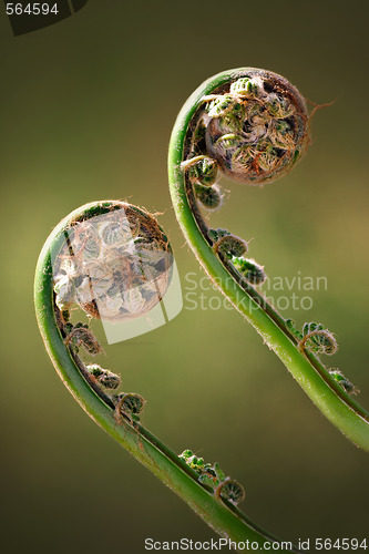 Image of Two Green Fiddleheads On Fern in Spring