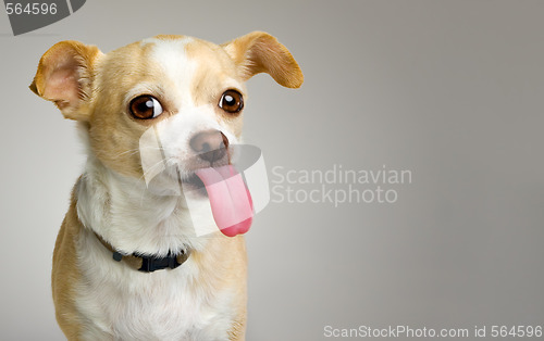 Image of Rude Chihuahua Sticks Out Big (and Real) Tongue
