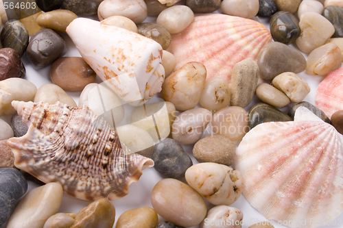 Image of sea shells and pebble