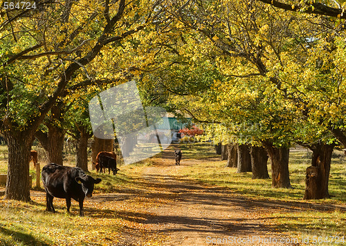 Image of cow and trees in the road