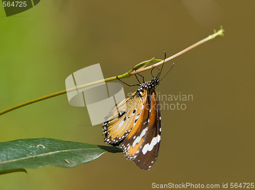 Image of butterfly hanging around