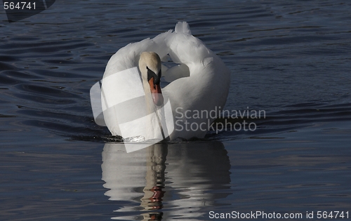 Image of Muted swan.