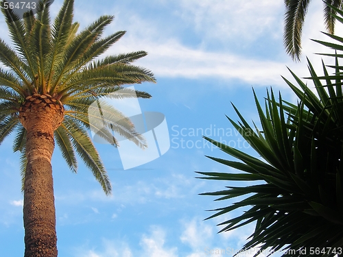 Image of Palm Trees