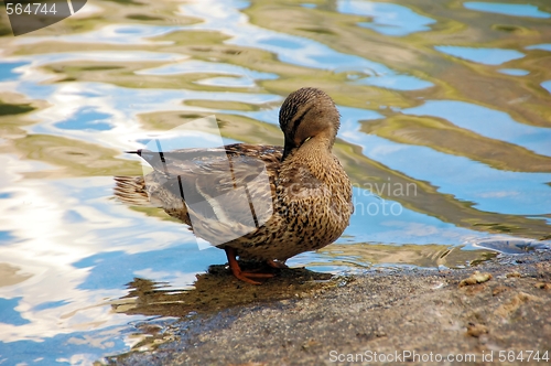 Image of Duck