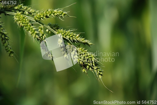 Image of Grain