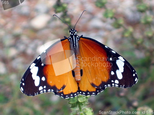 Image of Giant butterfly