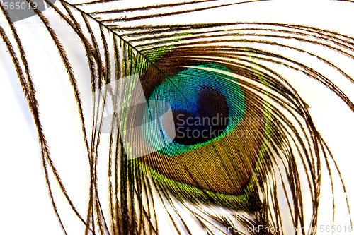 Image of Peacock feather