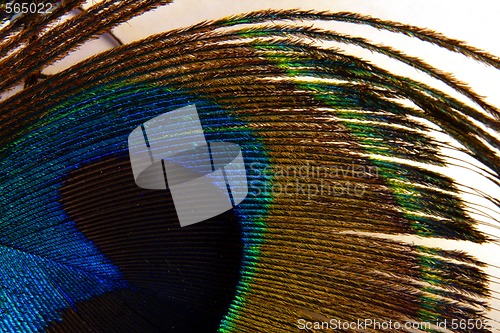 Image of Peacock feather