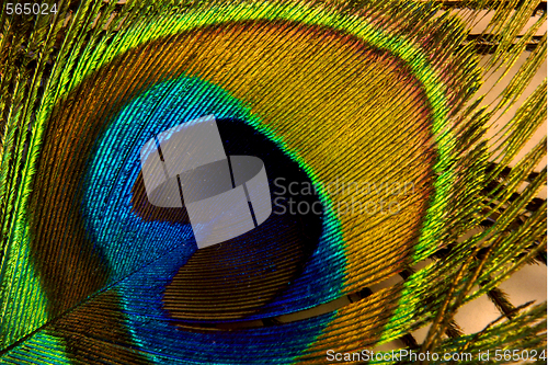 Image of Peacock feather