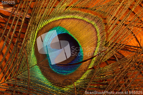Image of Peacock feather