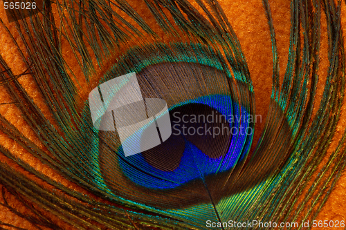 Image of Peacock feather