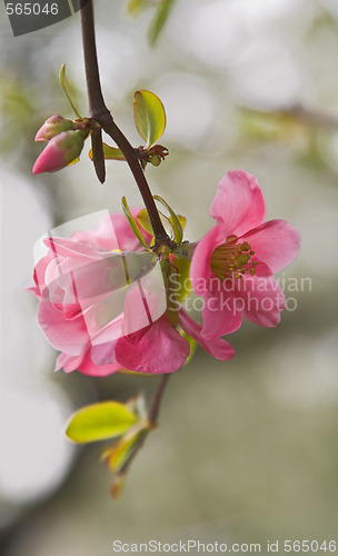 Image of Japanese apple flowers