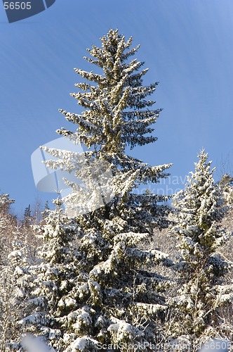 Image of Winter forest