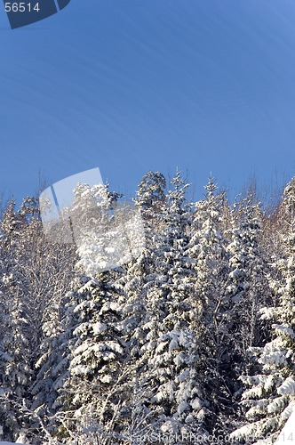 Image of Snowy trees