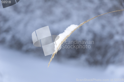Image of Blade of grass