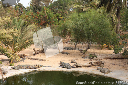 Image of crocodile farm