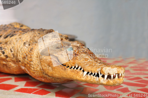 Image of old crocodile 