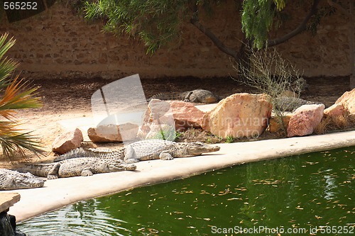 Image of crocodile farm