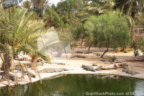 Image of crocodile farm