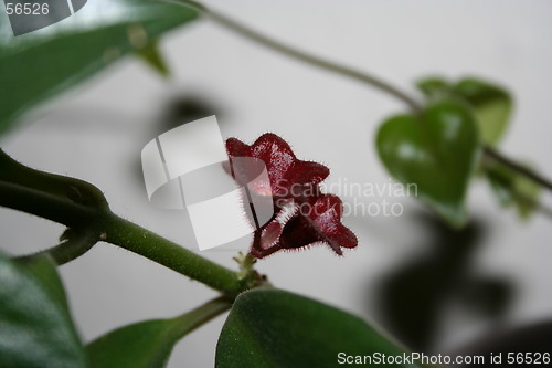 Image of Small plant flowers