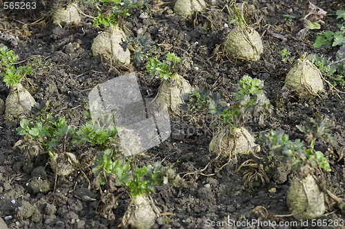 Image of Celeriac