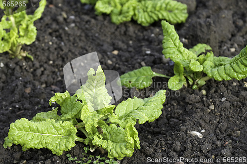 Image of Spinach