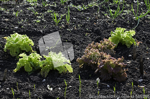 Image of Lettuce