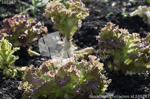Image of Lettuce