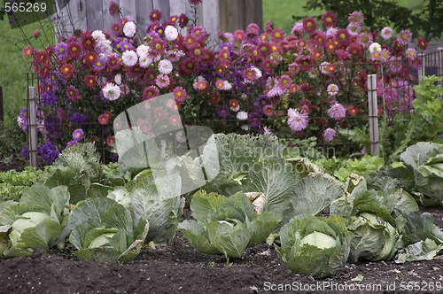 Image of Cabbage and Dahlias