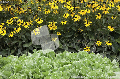 Image of Cabbage and Dahlias