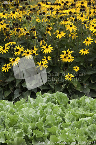 Image of Cabbage and Dahlias