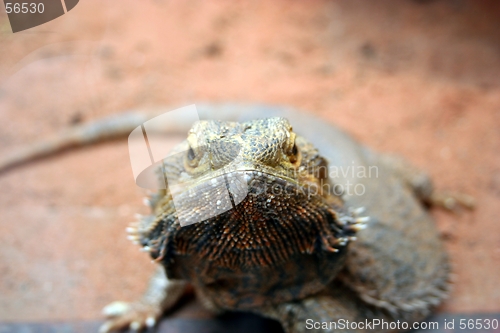 Image of Lizard Looking