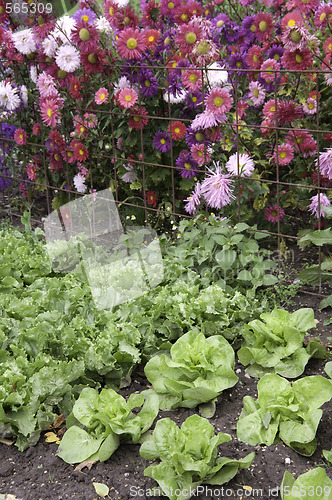 Image of Lettuce and Dahlias