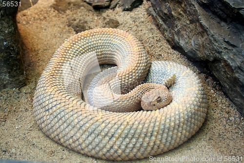 Image of Coiled Snake