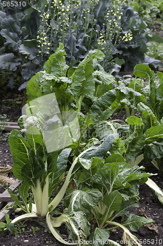Image of Chard