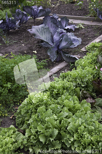 Image of Lettuce and red cabbage