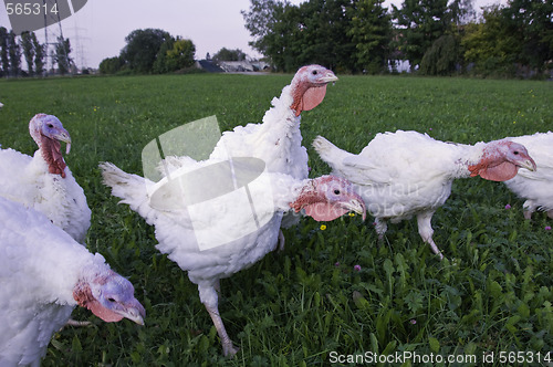 Image of White Turkeys