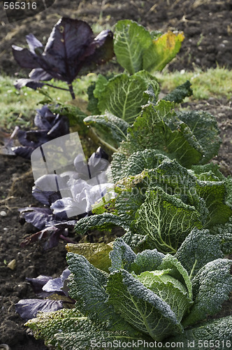 Image of Cabbage and Dahlias