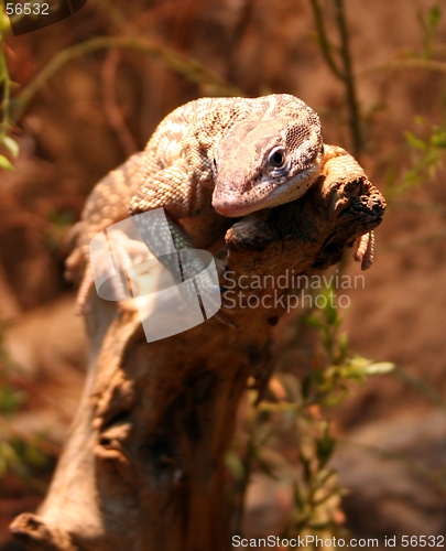 Image of Lizard