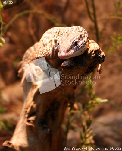 Image of Lizard