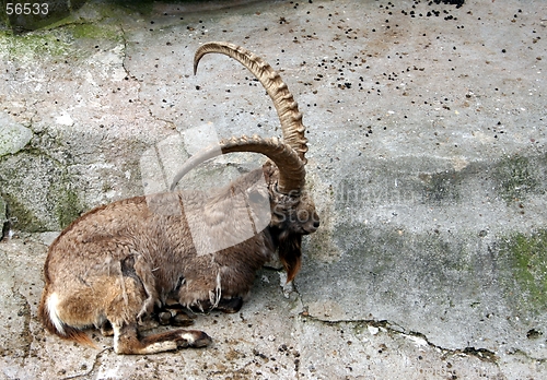 Image of Ibex