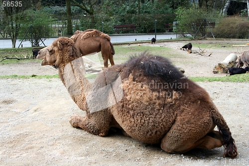 Image of Lying Camel