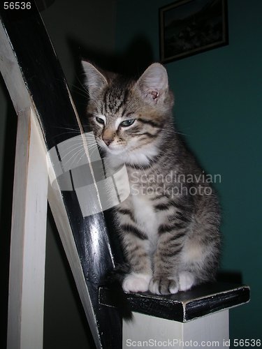 Image of Kitten 17.11.2005