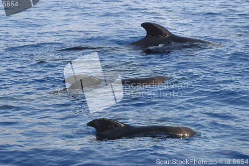 Image of dolphins in ocean