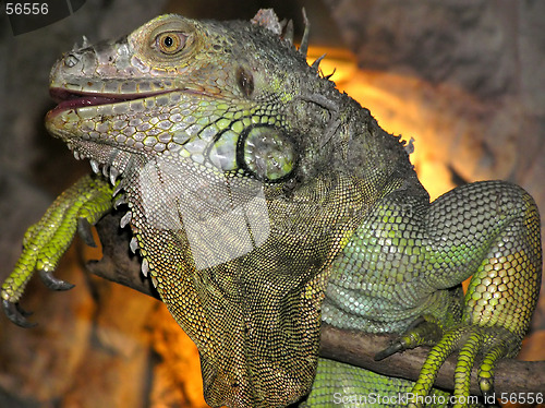 Image of Iguana